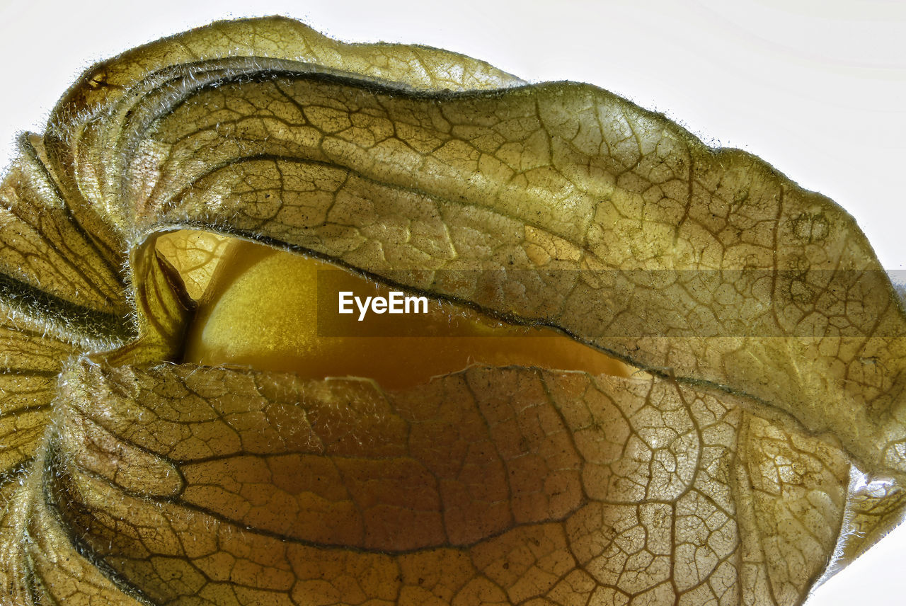 Close-up of physalis against white background