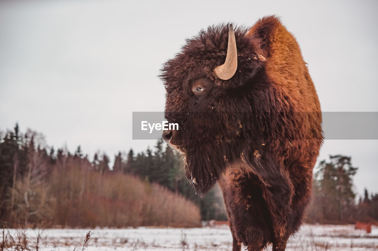 bison, animal, animal themes, mammal, snow, animal wildlife, winter, cold temperature, american bison, wildlife, one animal, nature, cattle, horned, muskox, animal hair, no people, domestic animals, livestock, environment, land, landscape, brown, bull, standing, plant, wilderness, tree, beauty in nature, outdoors, sky, strength, portrait