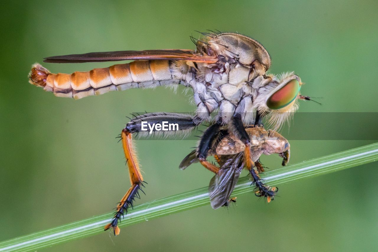 CLOSE-UP OF CATERPILLAR