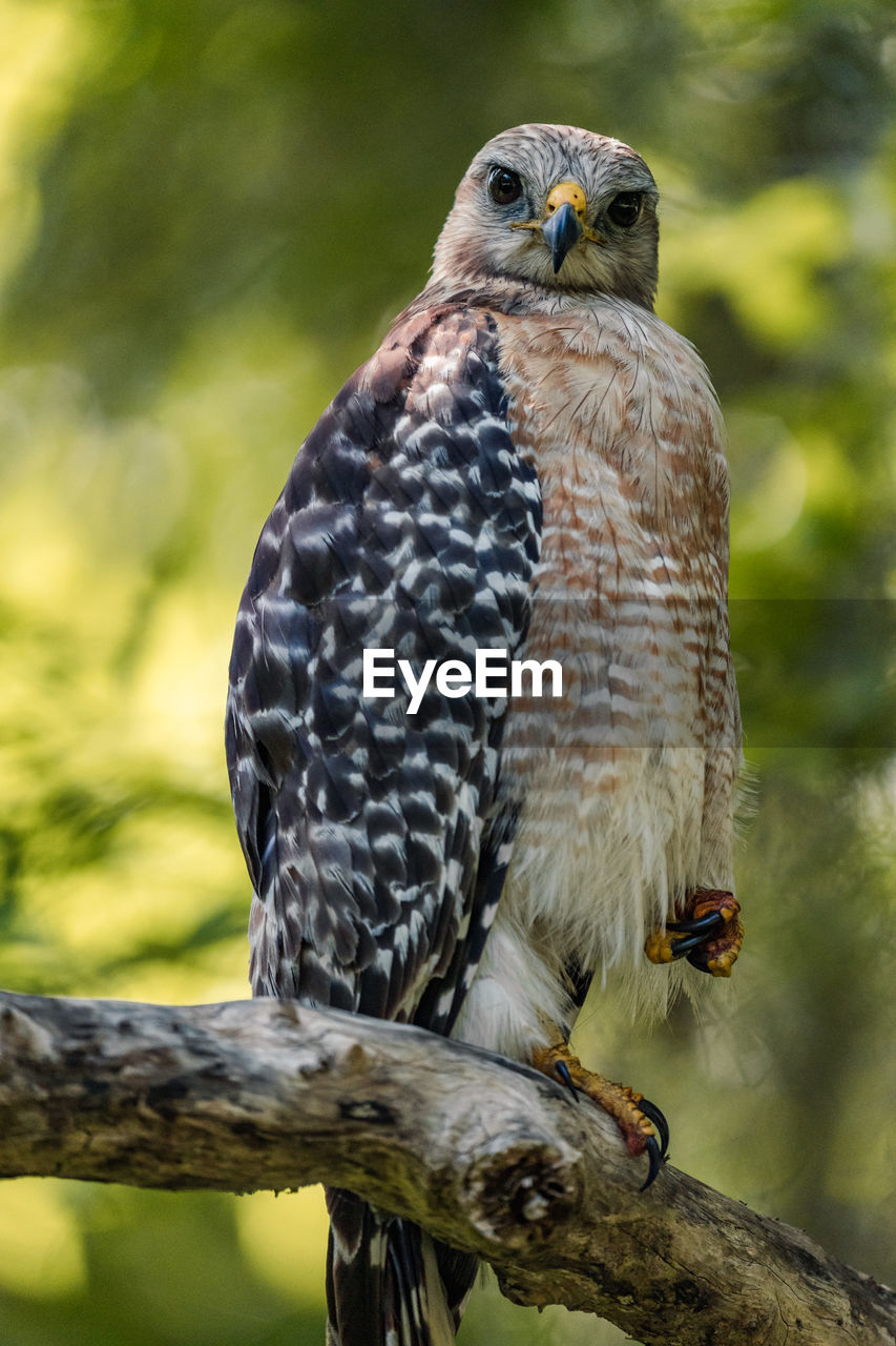 Red shouldered hawk