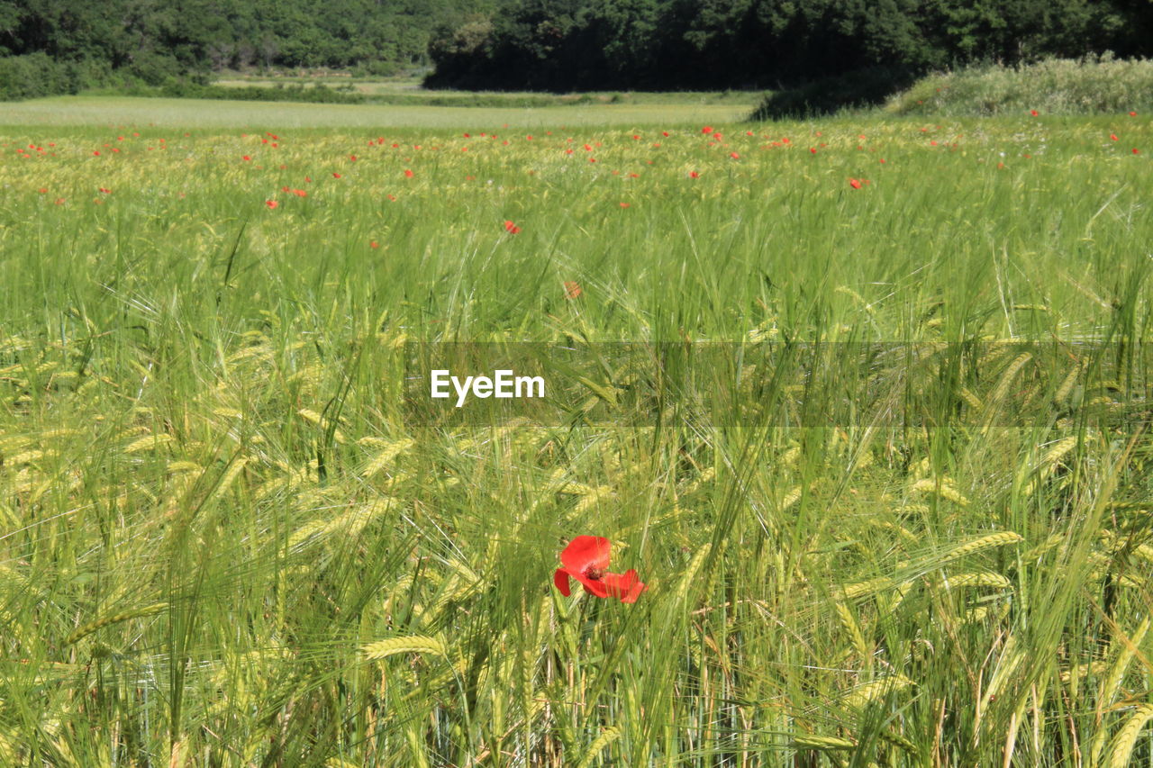 RED POPPY FLOWERS ON LAND