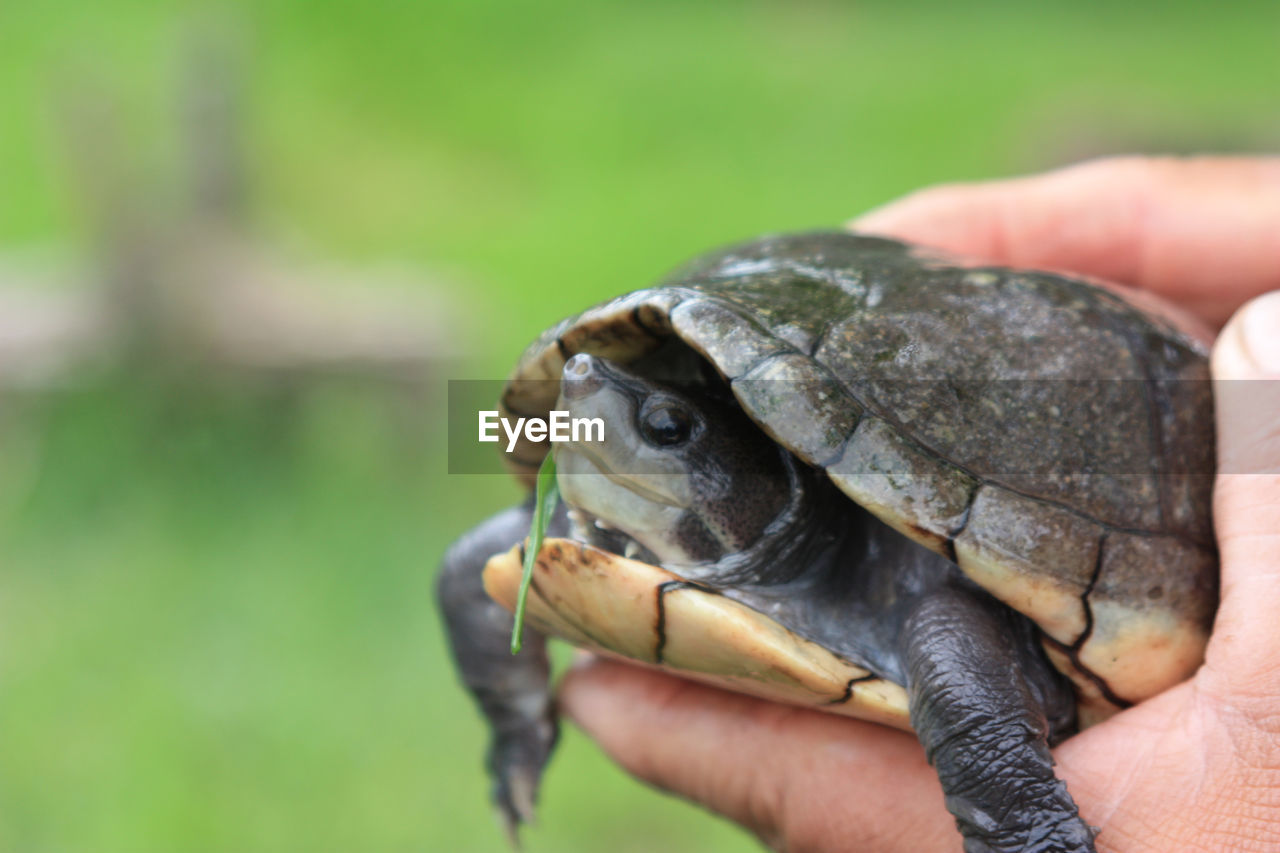 CLOSE-UP OF A HAND HOLDING A TURTLE