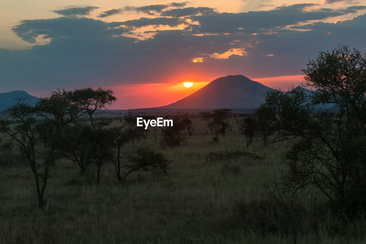 sky, landscape, environment, plant, nature, beauty in nature, mountain, sunset, tree, dawn, scenics - nature, land, wilderness, cloud, no people, sun, natural environment, grass, evening, outdoors, travel destinations, plain, tranquility, travel, non-urban scene, horizon, tourism, twilight, tranquil scene, prairie, silhouette, orange color, dramatic sky, sunlight