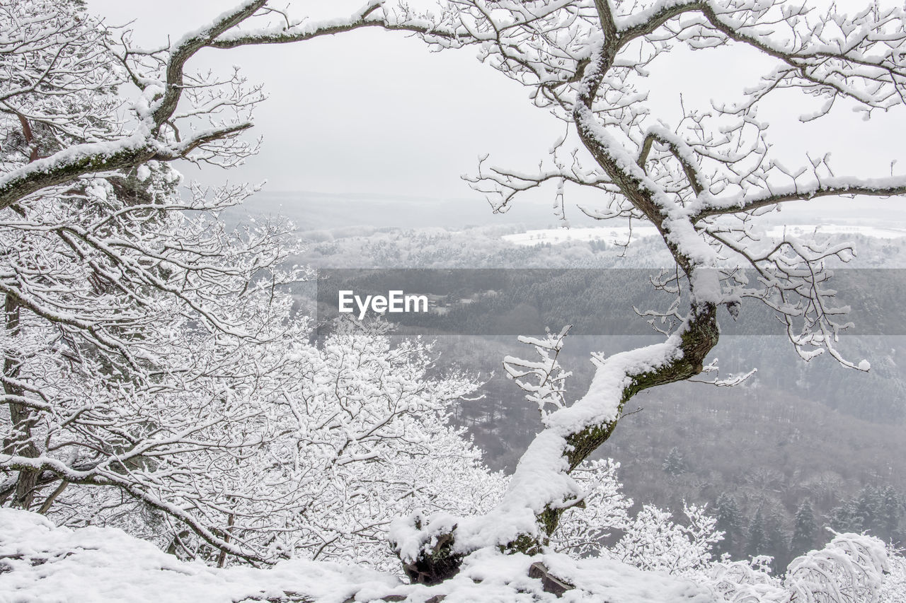 Tree on snow covered landscape against sky