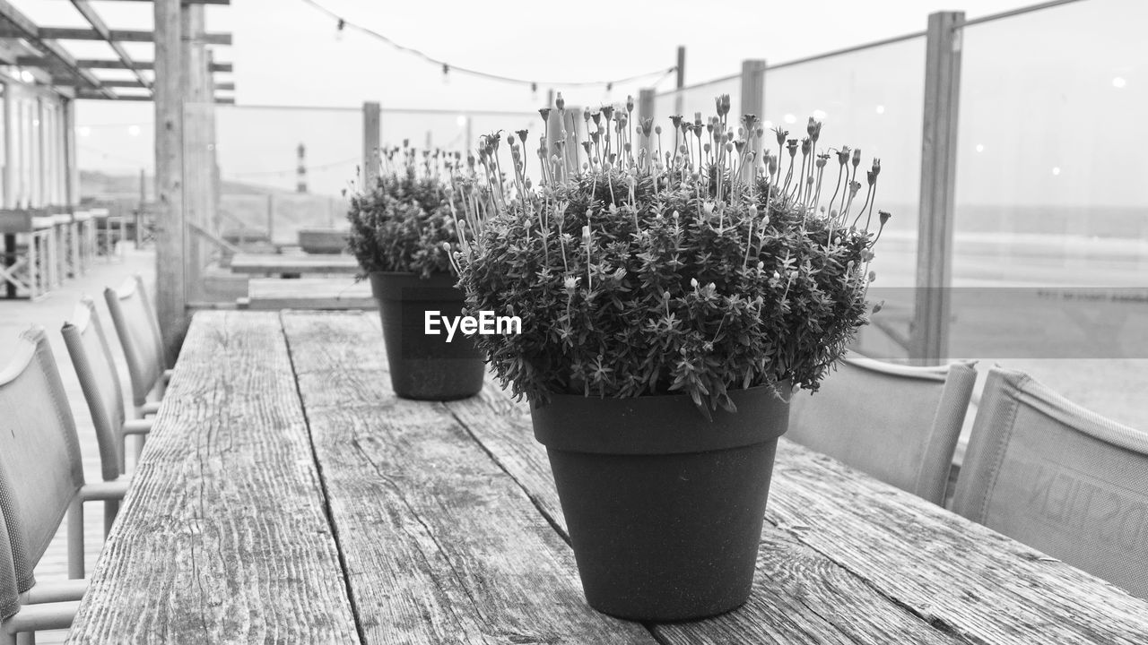 CLOSE-UP OF POTTED PLANT ON TABLE BY BALCONY