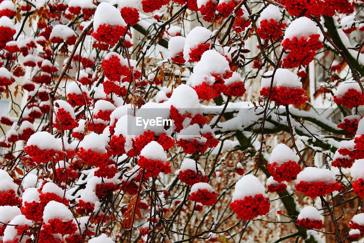 CLOSE-UP OF RED TREE