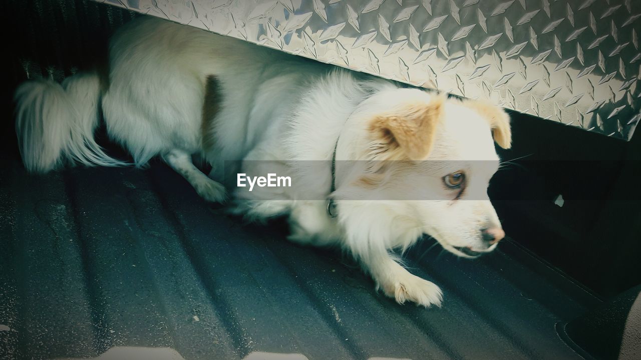 CLOSE-UP PORTRAIT OF DOG IN BLANKET