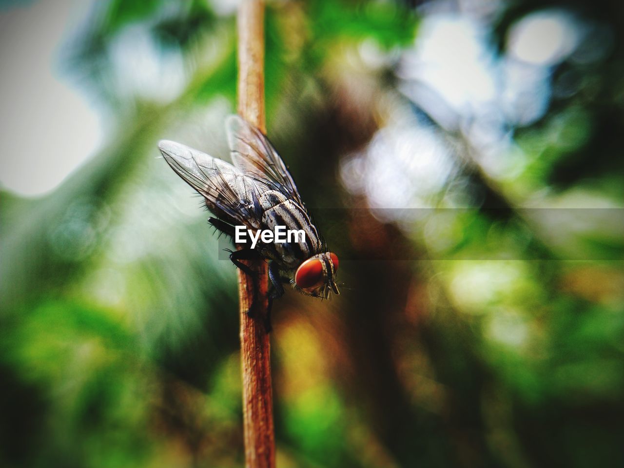 CLOSE-UP OF BUTTERFLY ON TWIG