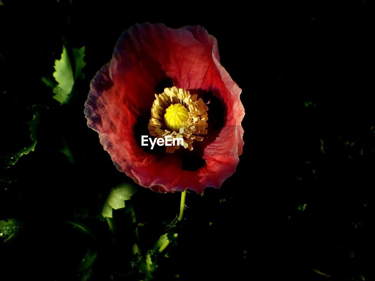 CLOSE-UP OF RED POPPY