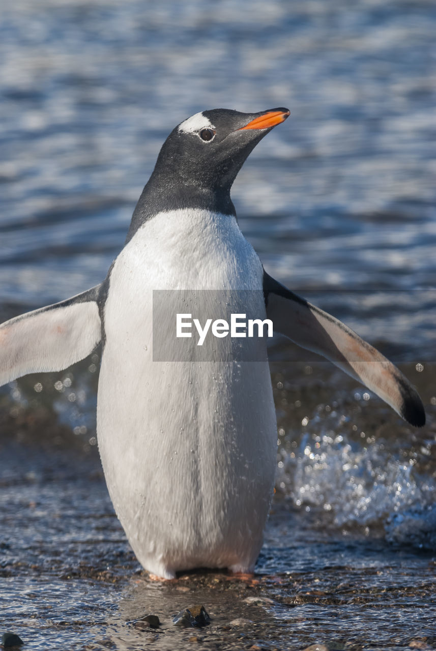 penguin on beach