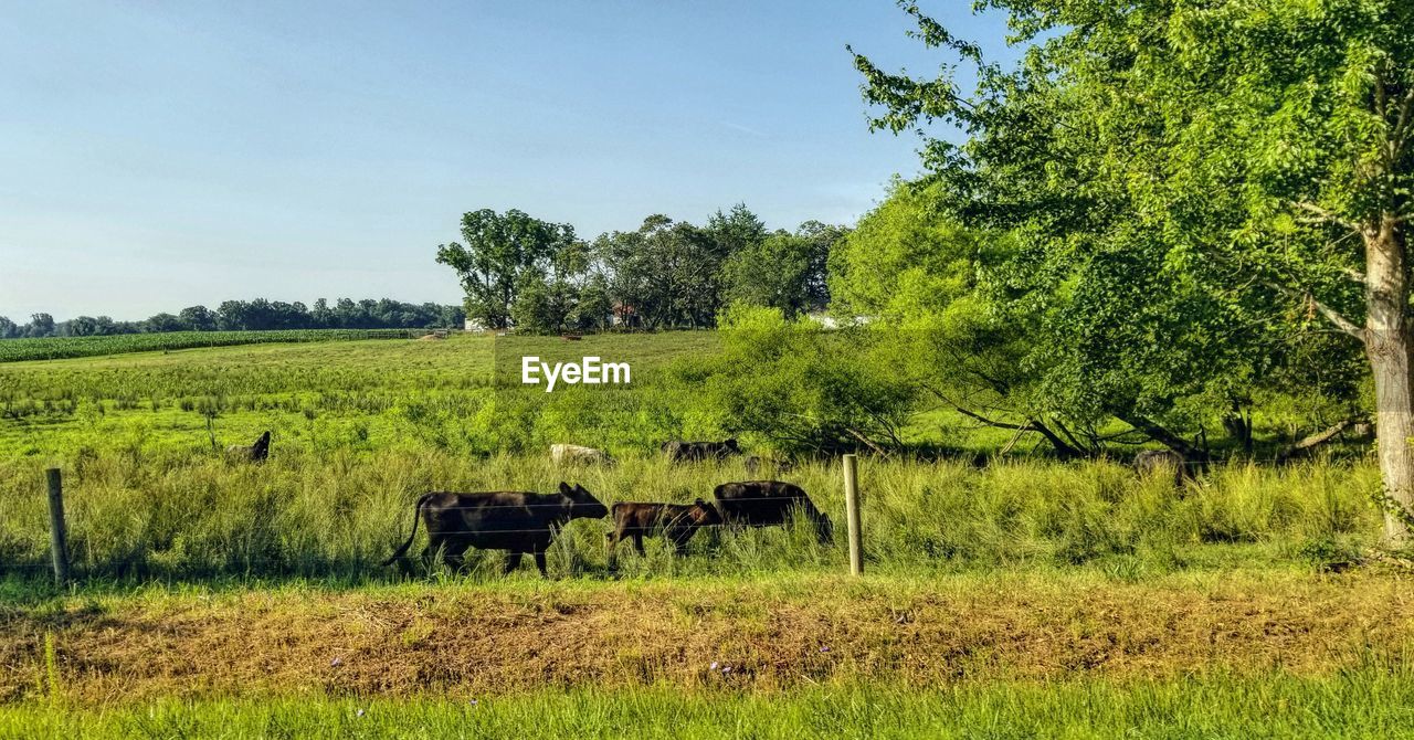 VIEW OF SHEEP ON FIELD