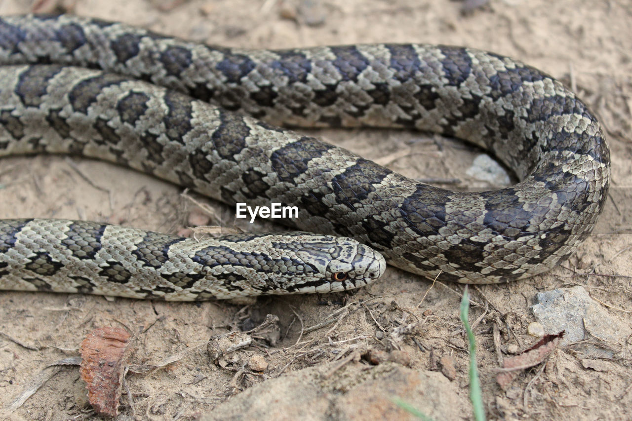 CLOSE-UP OF LIZARD ON A WOOD