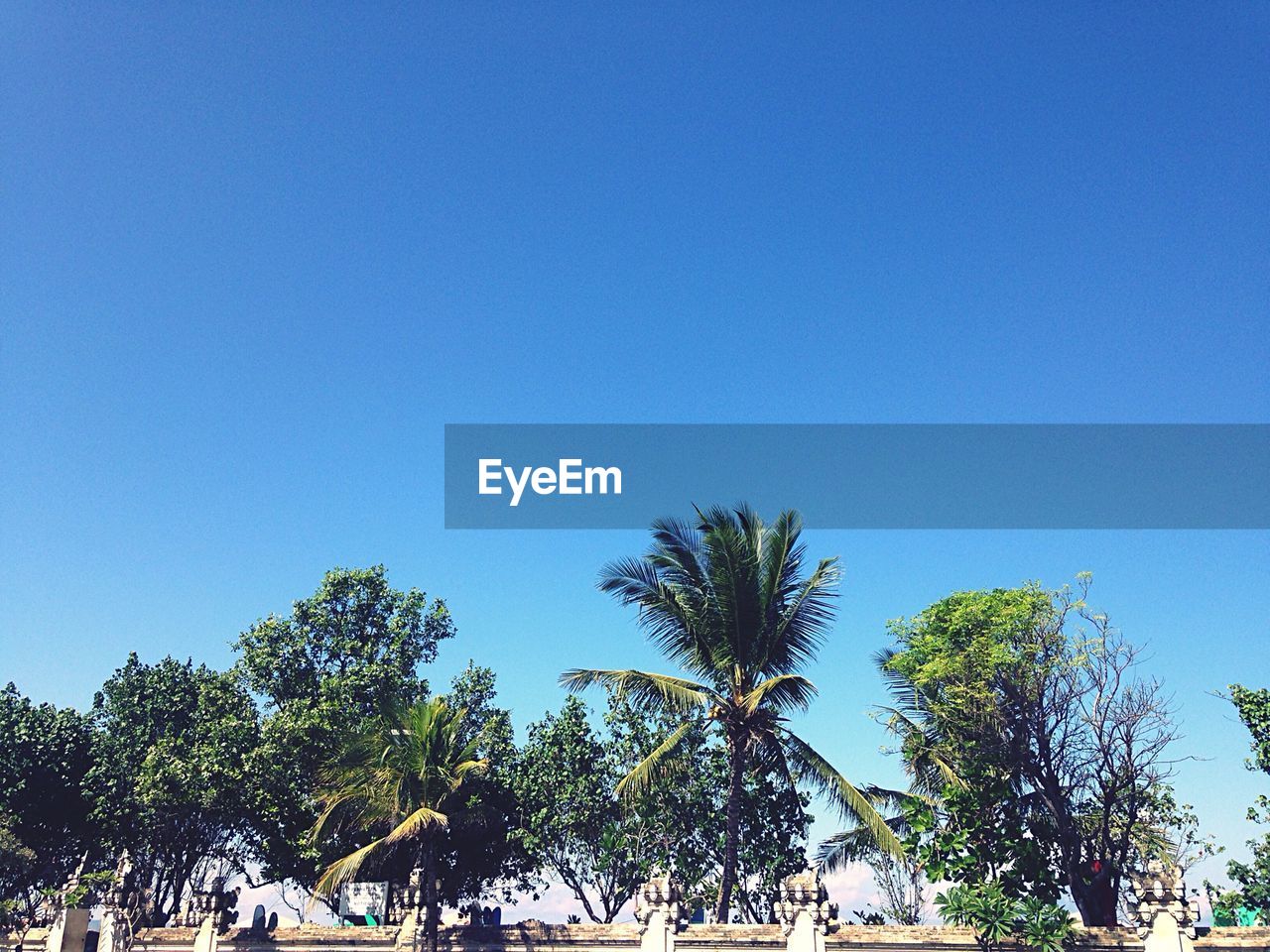 LOW ANGLE VIEW OF PALM TREES AGAINST CLEAR BLUE SKY