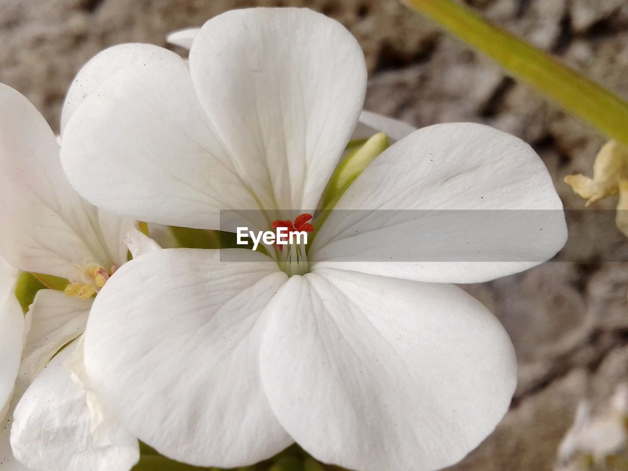 CLOSE-UP OF WHITE FLOWER