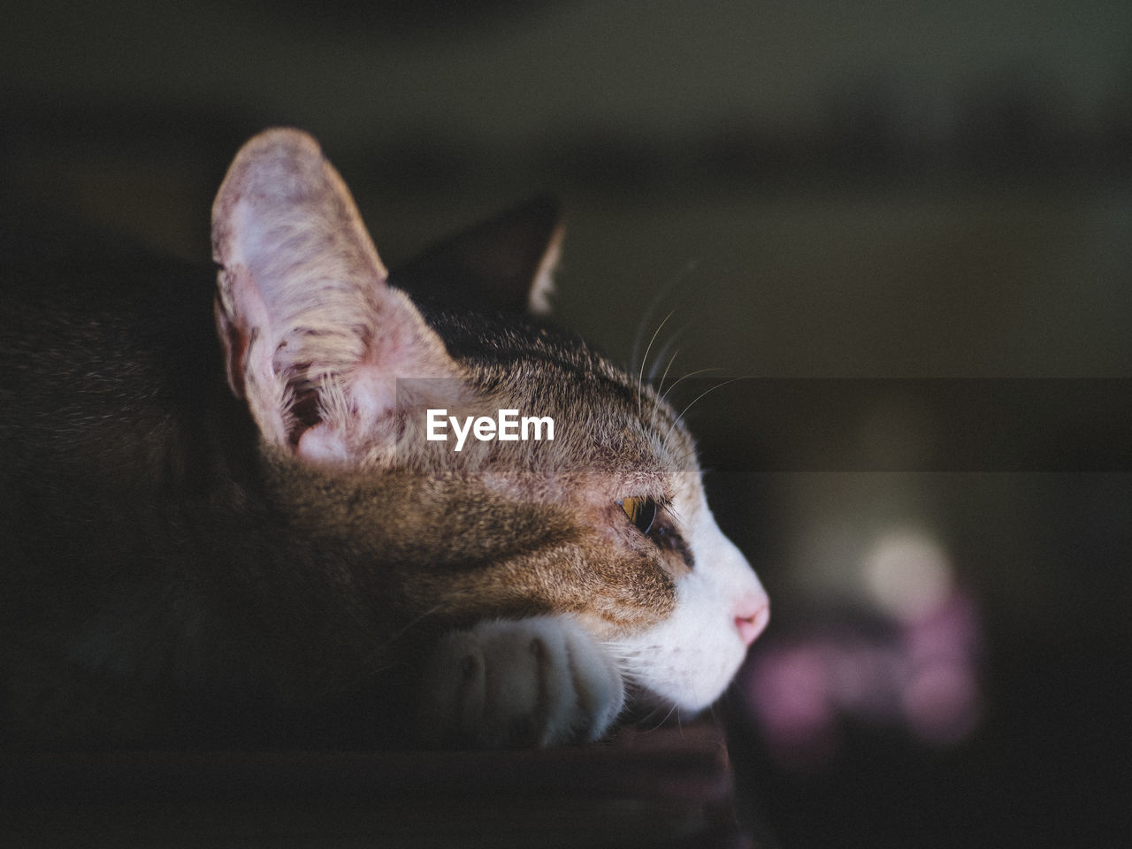 Close-up of cat looking away while lying indoors