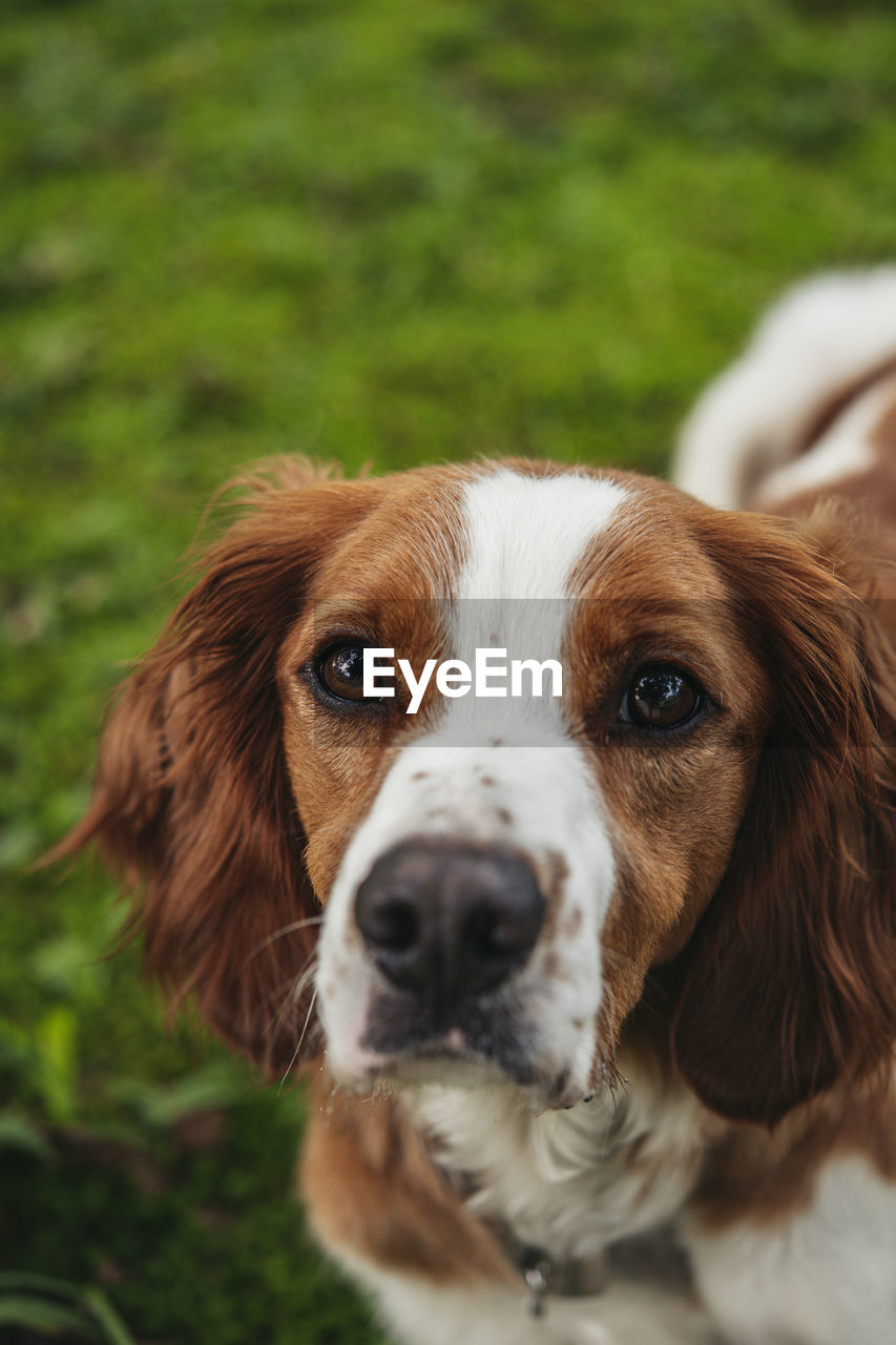 CLOSE-UP PORTRAIT OF DOG LYING ON FIELD