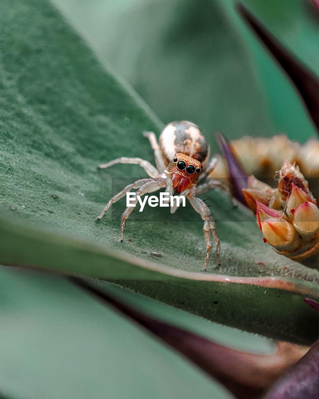 Close-up of spider