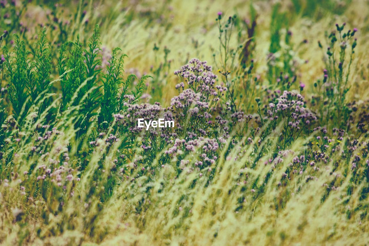 Close-up of purple flowering plants on land