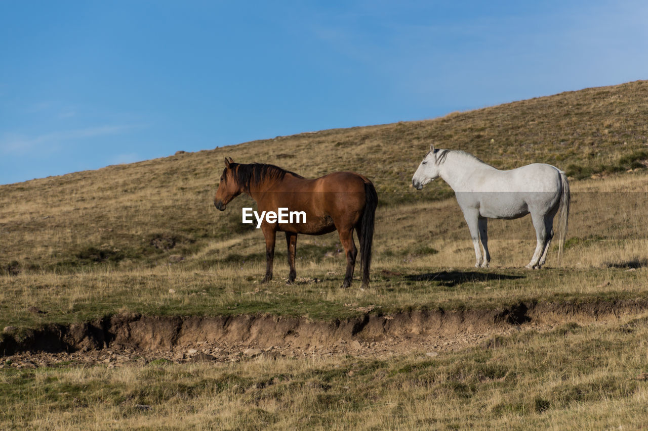 Group of horses on the green mountain