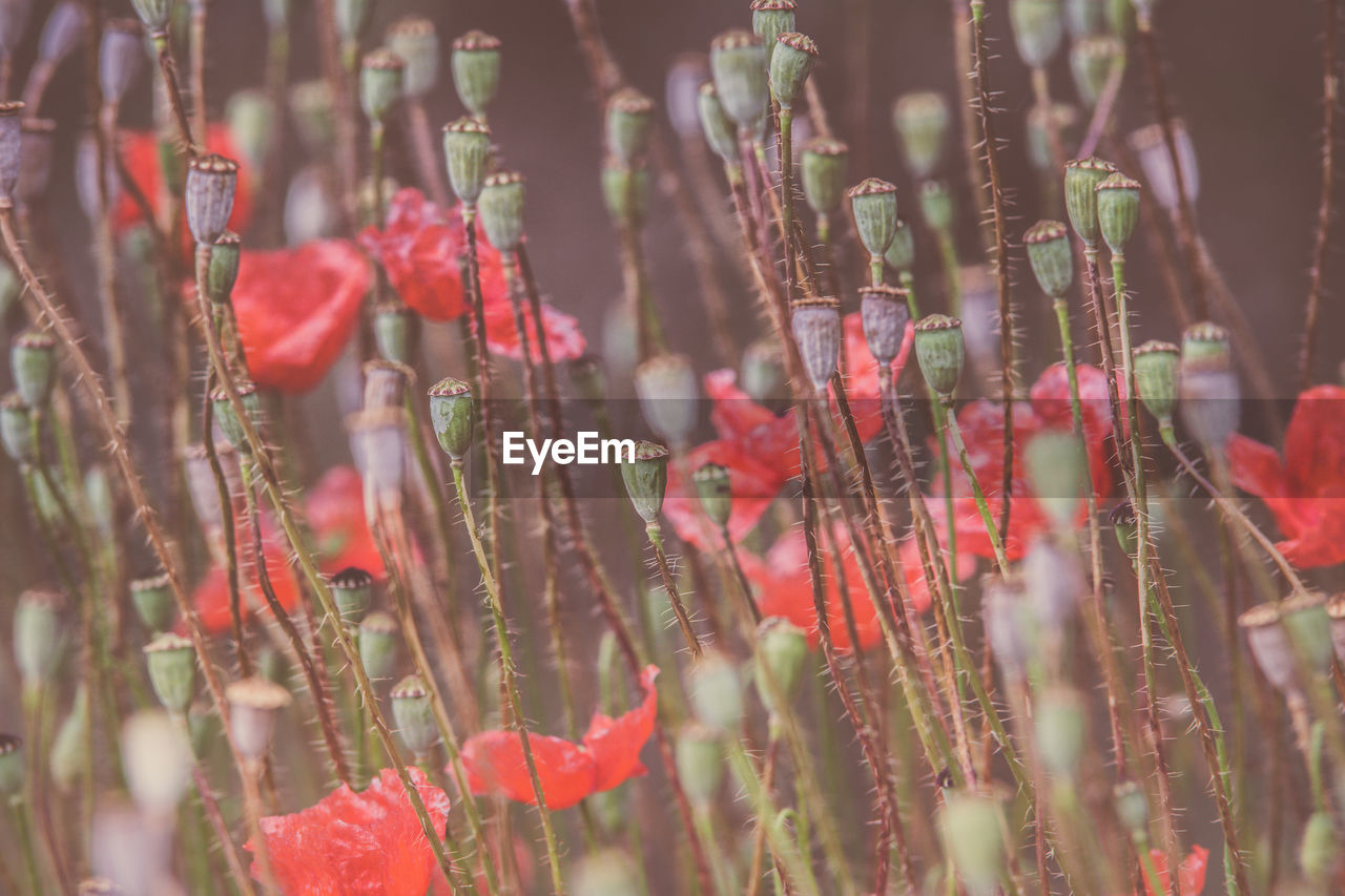 Close-up of red flowering plants on field
