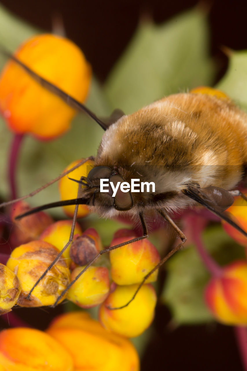 CLOSE-UP OF BEE ON FLOWER