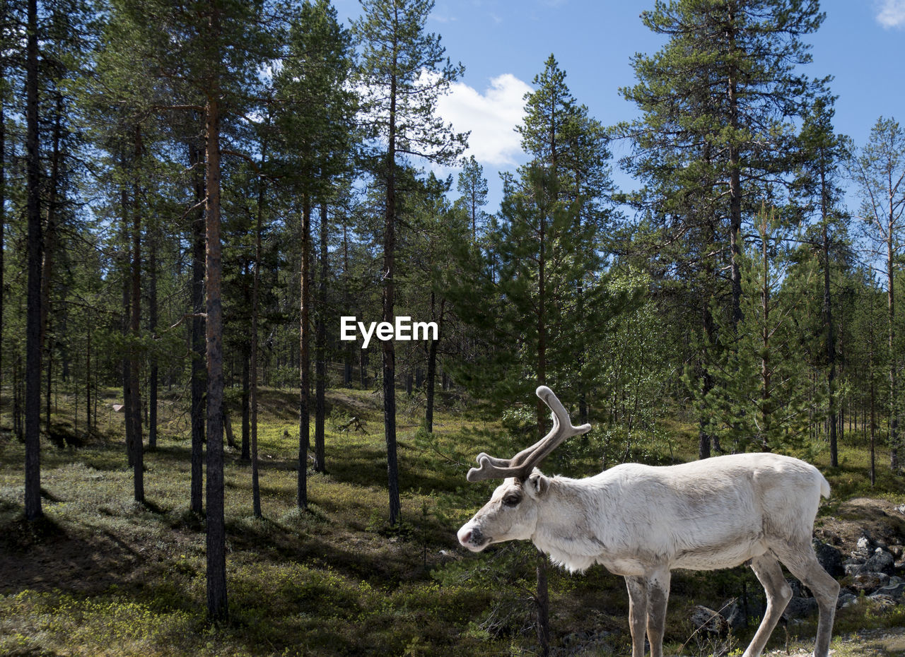 VIEW OF DEER ON FIELD