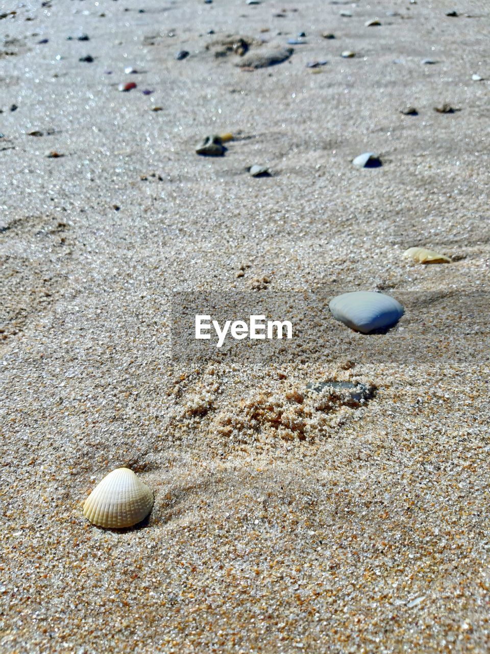 HIGH ANGLE VIEW OF SEASHELL ON BEACH