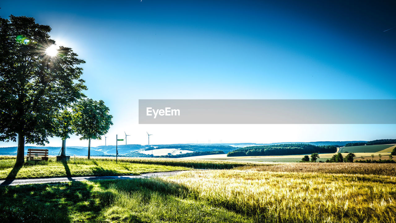 TREES ON FIELD AGAINST CLEAR SKY