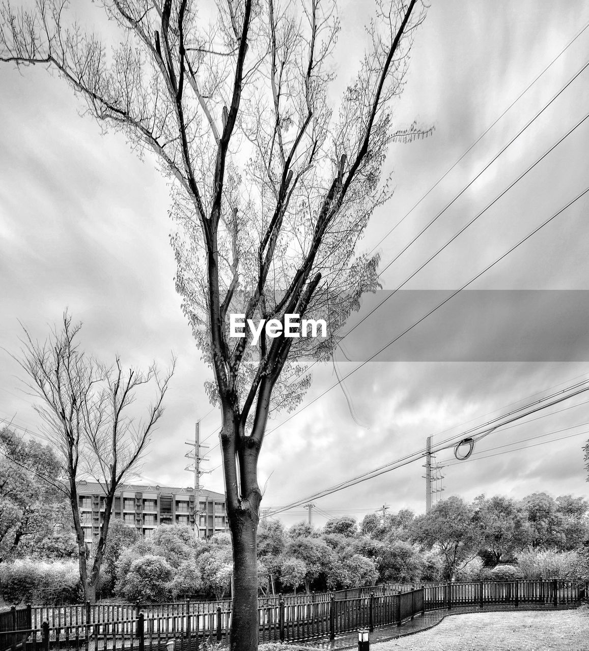 Tree against cloudy sky