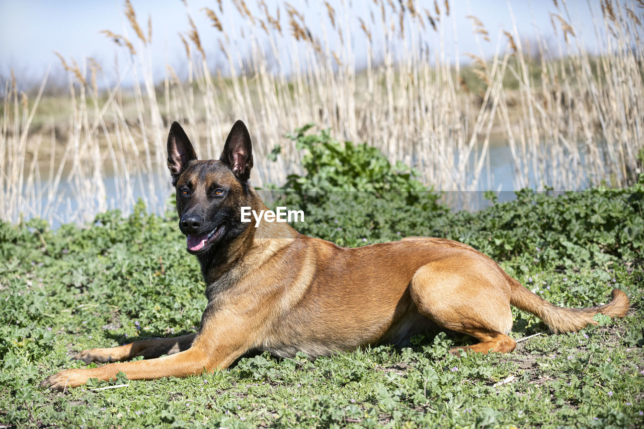 portrait of dog standing on field