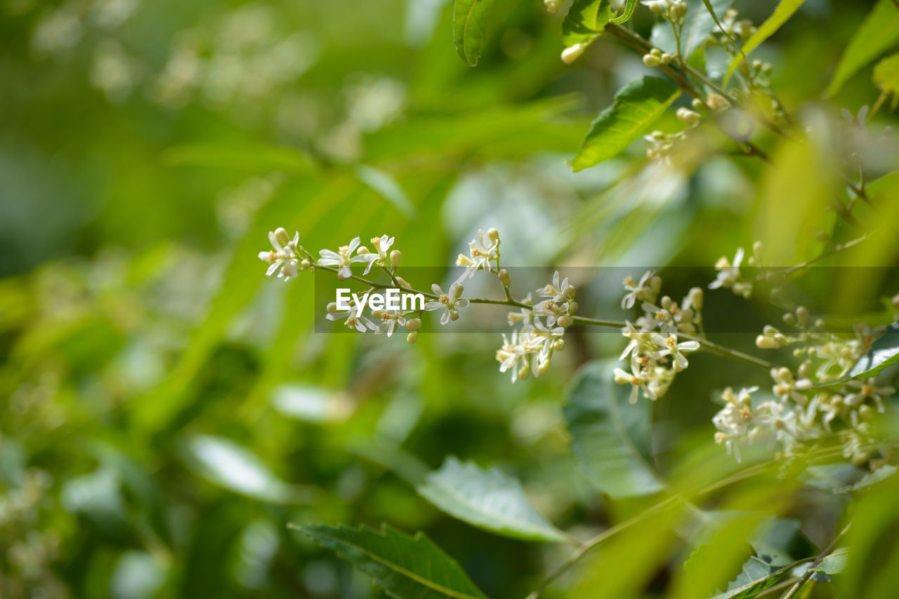 Medicinal ayurvedic azadirachta indica or neem leaves and flowers