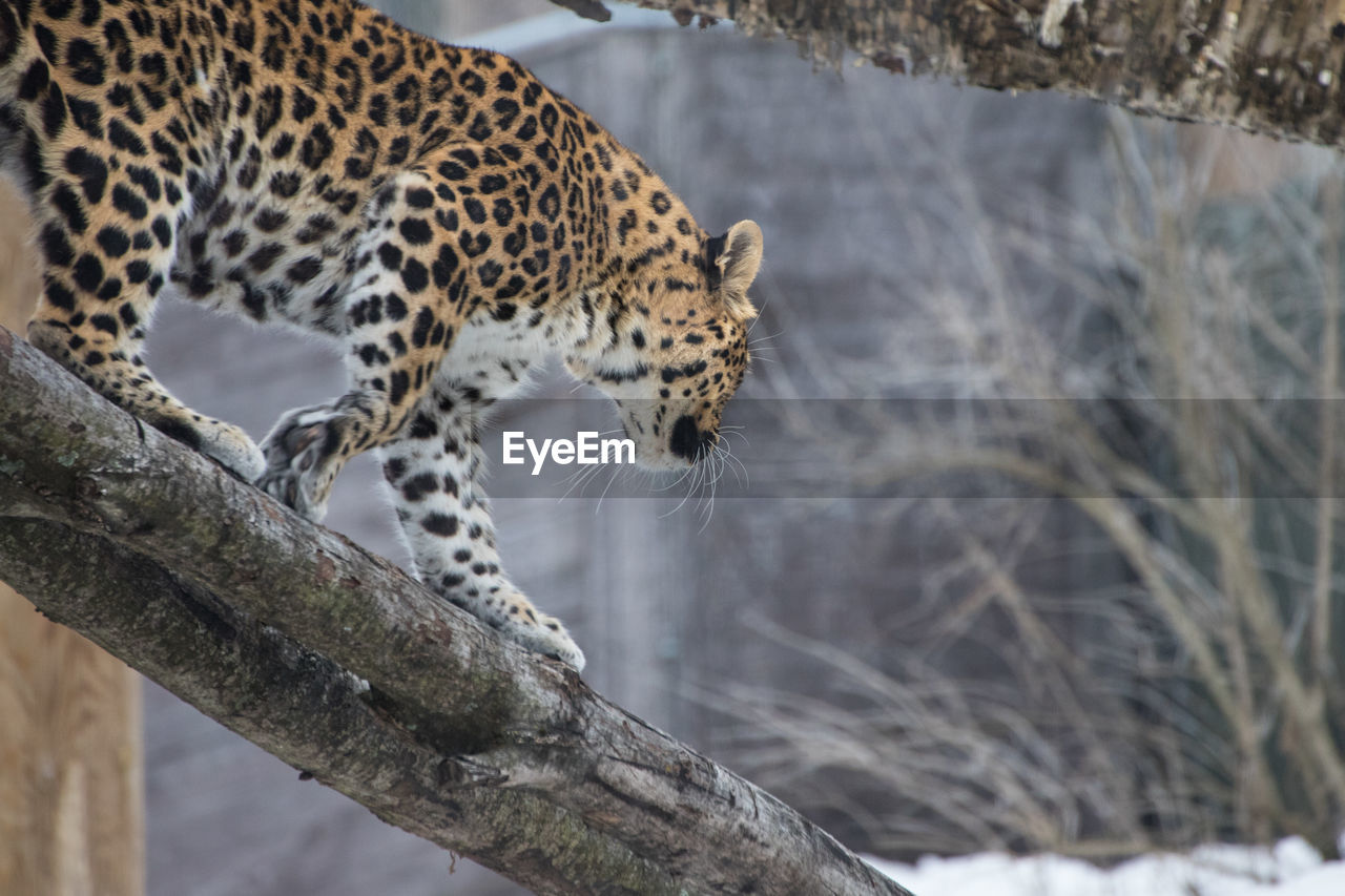 Jaguar climbing down tree looking away
