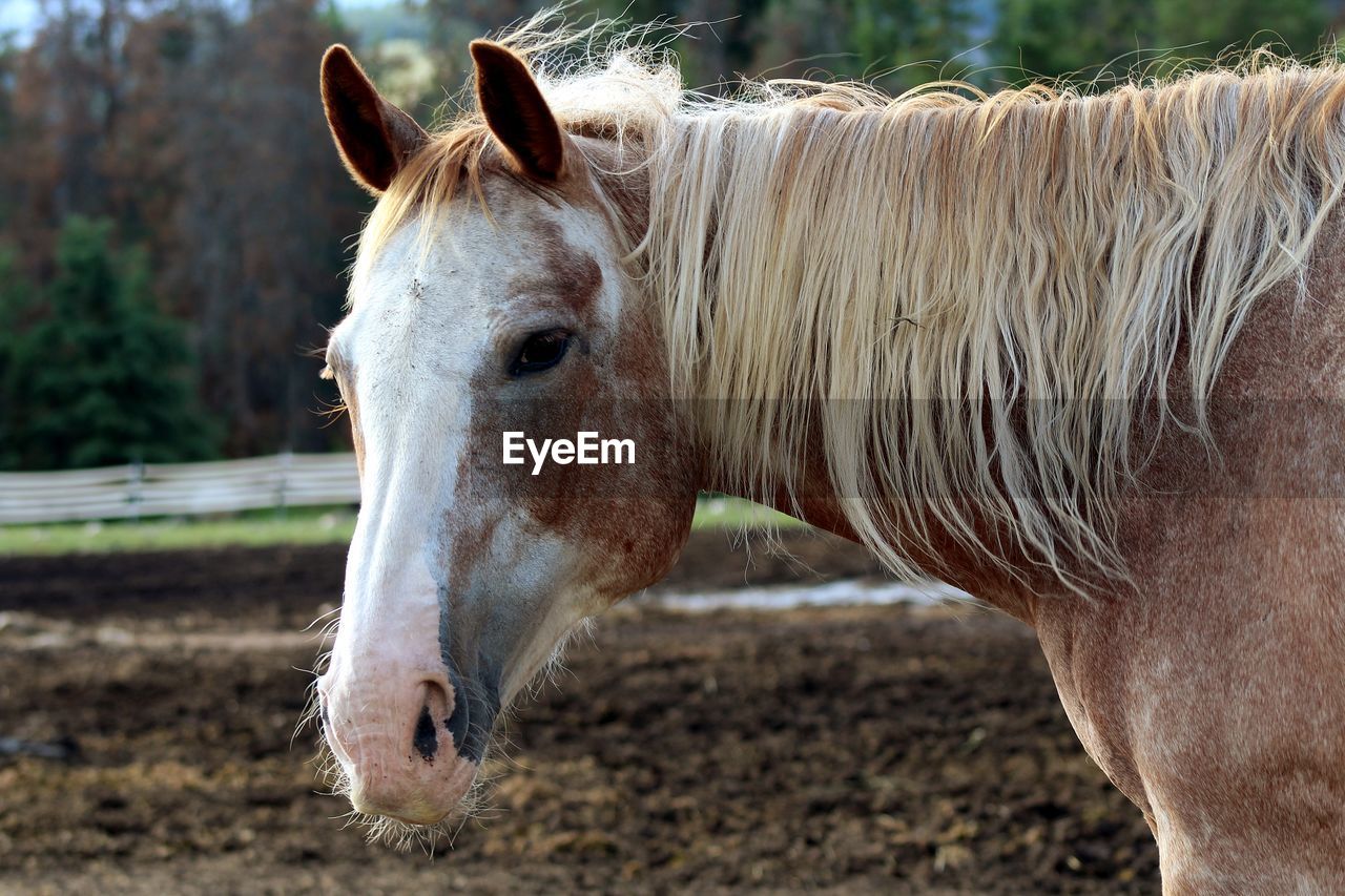 Horse in field