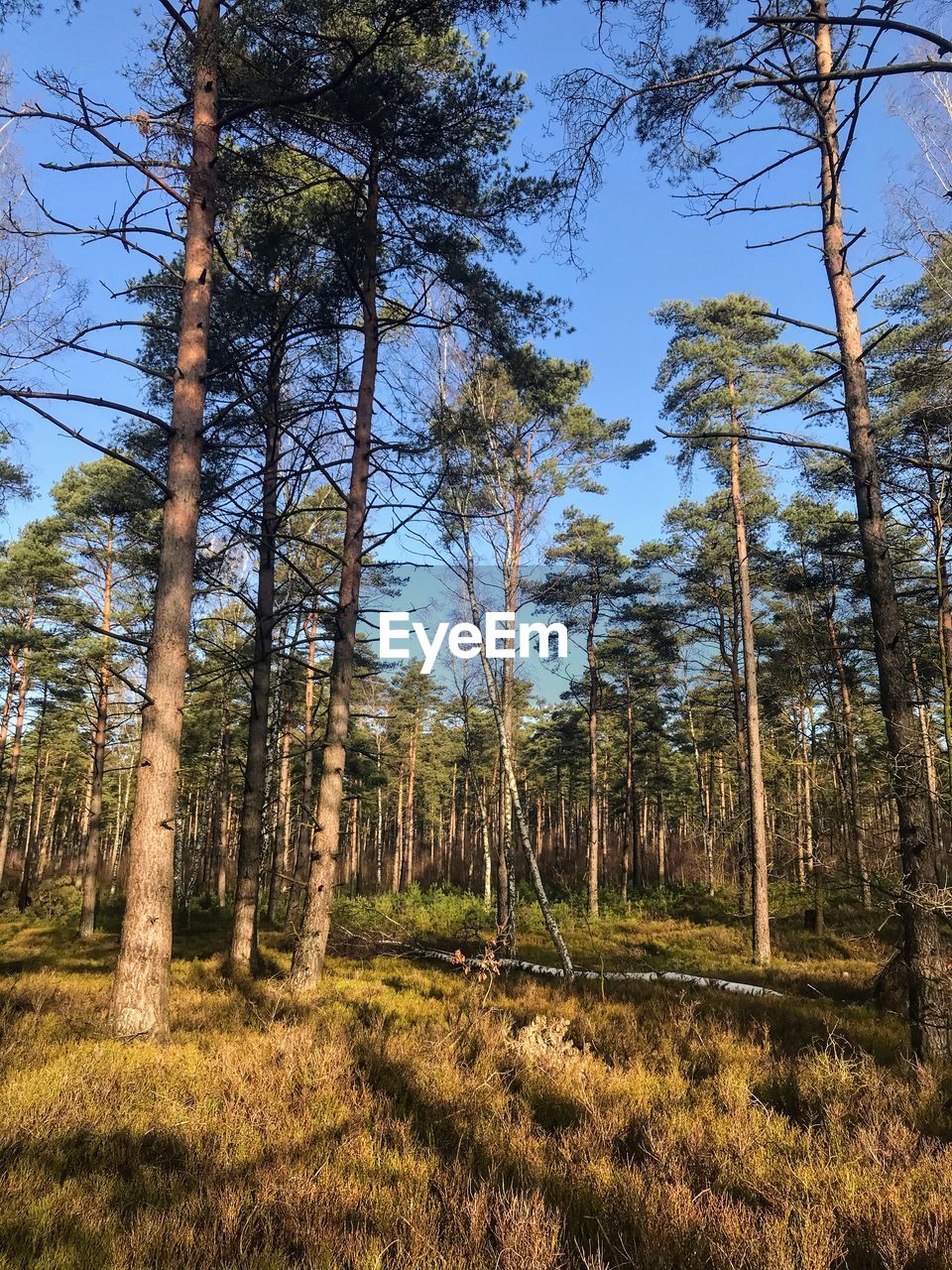 TREES GROWING ON FIELD AGAINST SKY