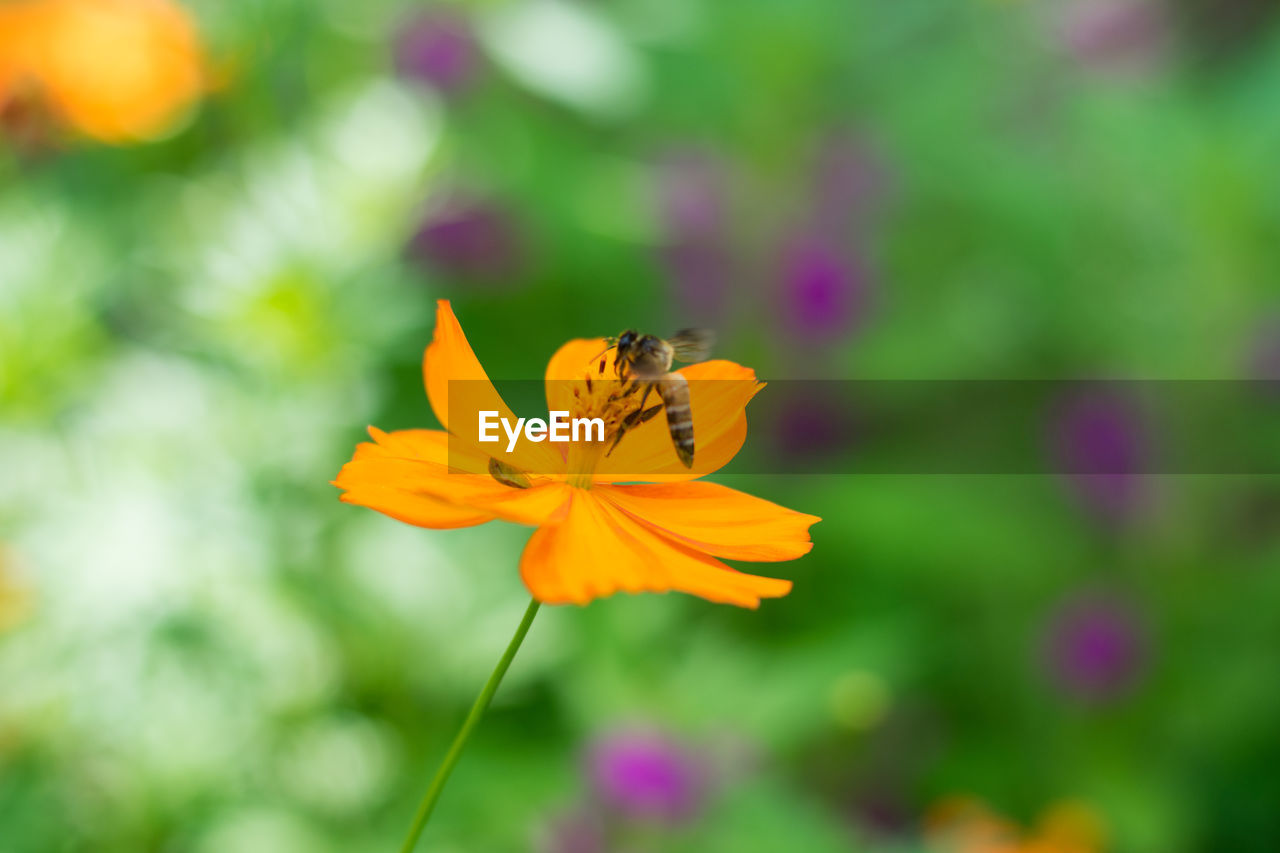 Cosmos and bee.