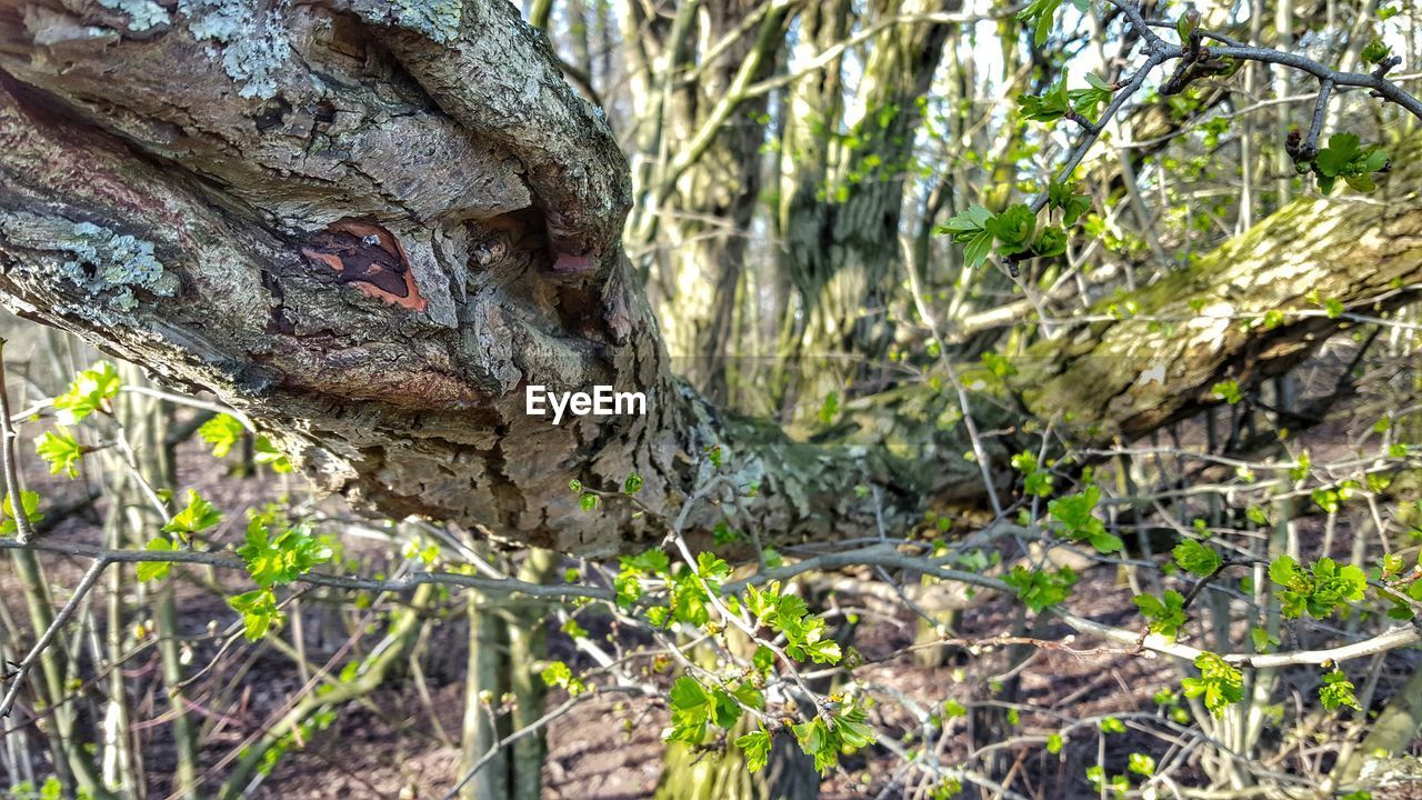 Close-up of branch in forest