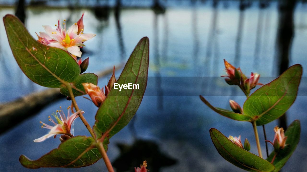 Close-up of flowers growing against lake