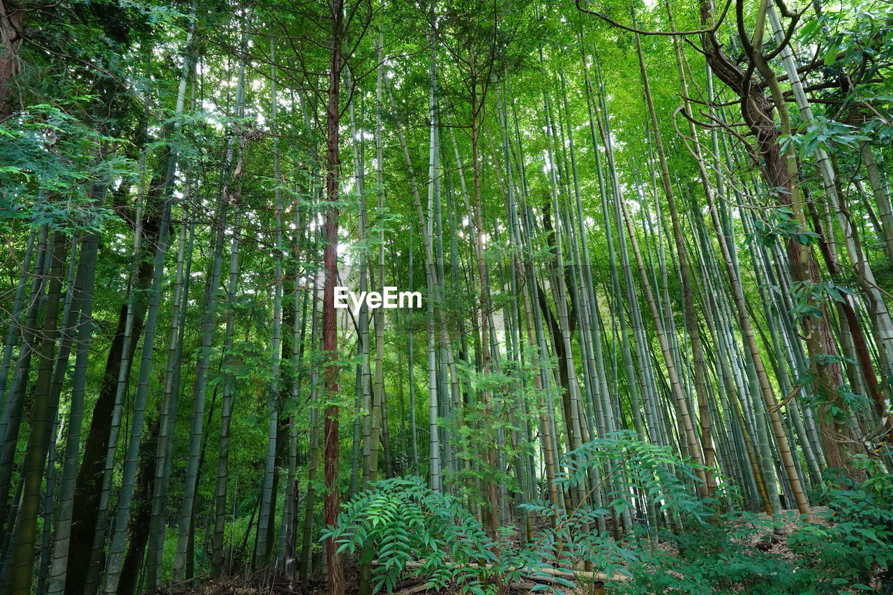 PANORAMIC VIEW OF TREES IN FOREST