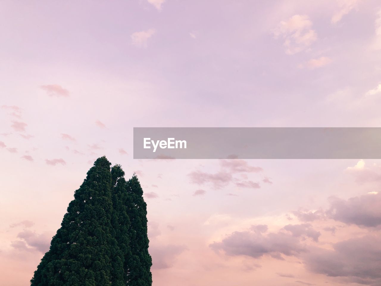 LOW ANGLE VIEW OF TREE AGAINST SKY DURING SUNSET