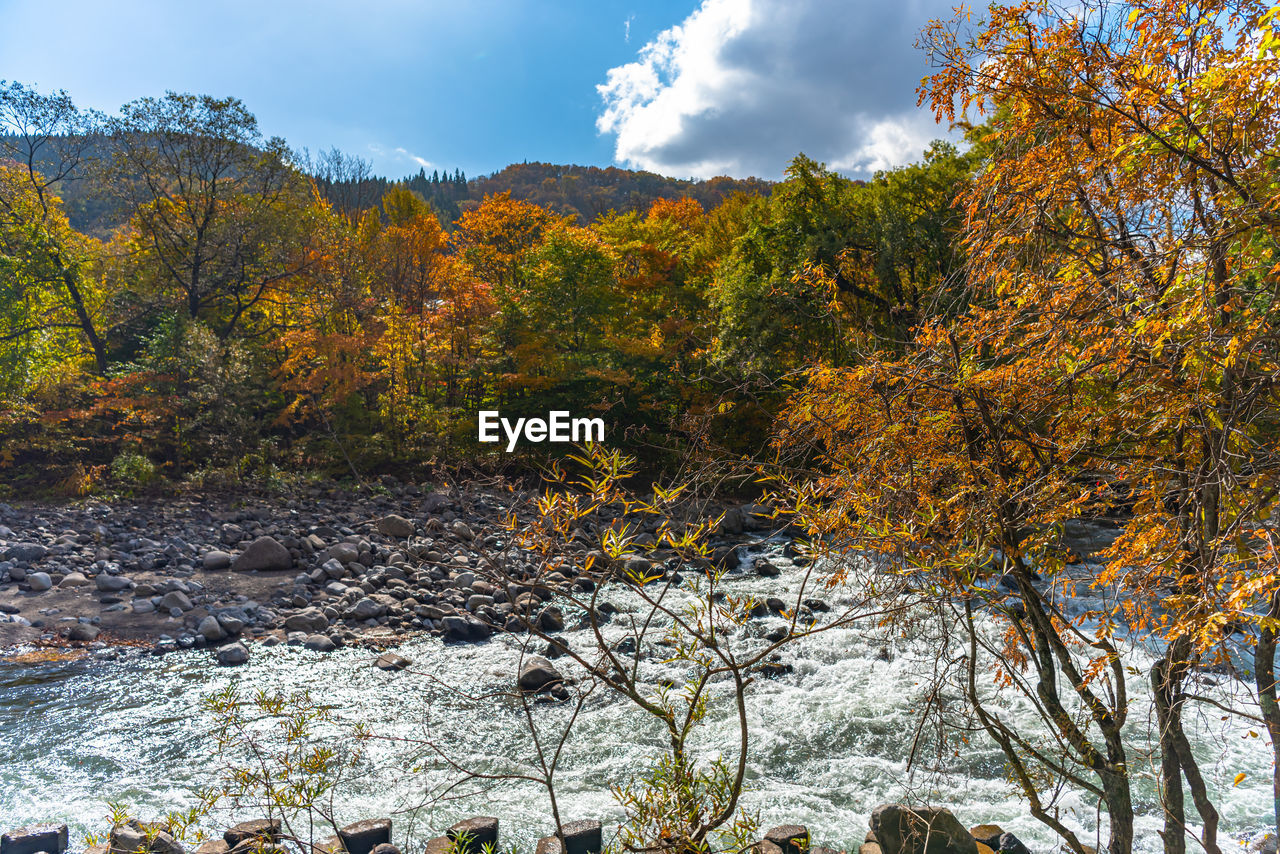 TREES IN FOREST DURING AUTUMN