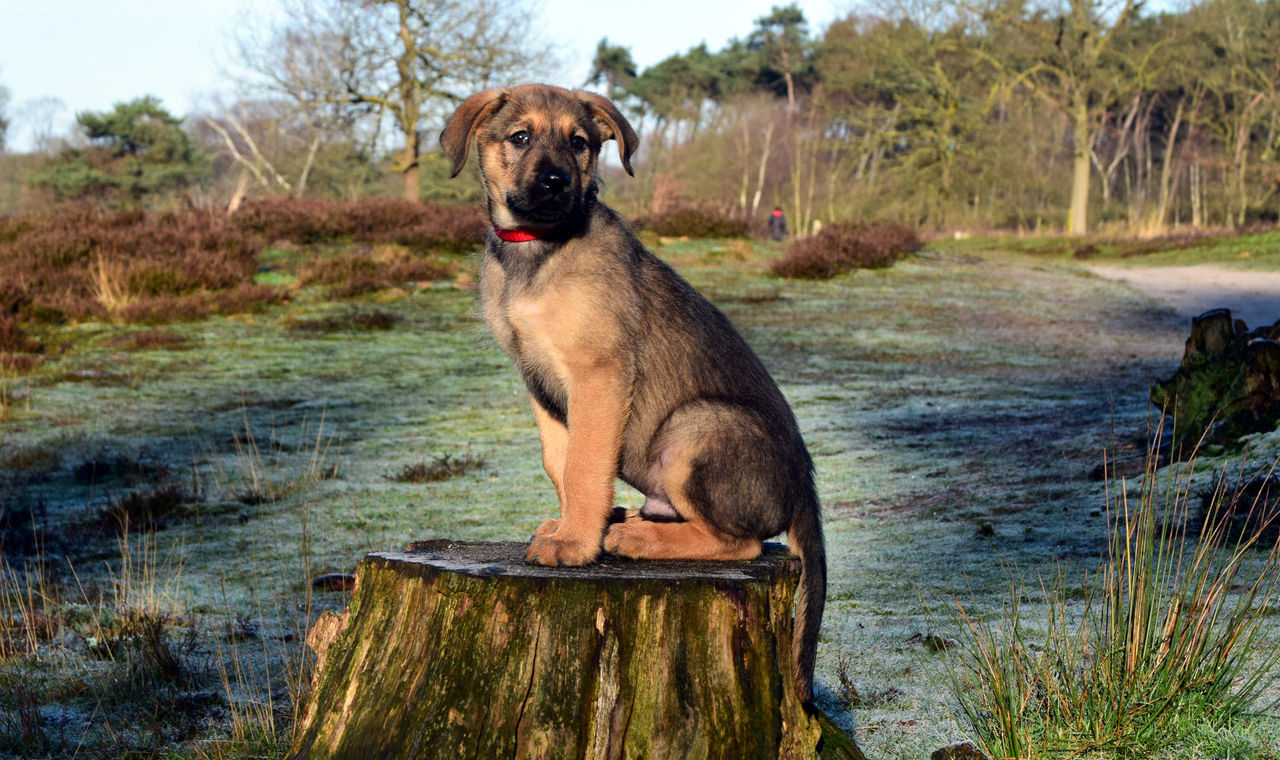 Dog looking away on stump