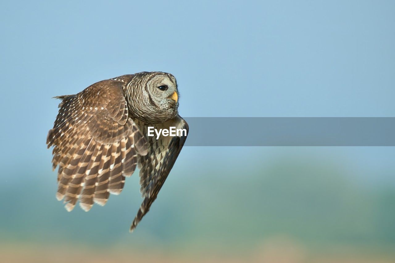 animal themes, animal, bird, animal wildlife, wildlife, one animal, bird of prey, beak, falcon, owl, hawk, nature, flying, no people, close-up, animal body part, falcon - bird, buzzard, wing, copy space, day, sky, focus on foreground, outdoors, full length