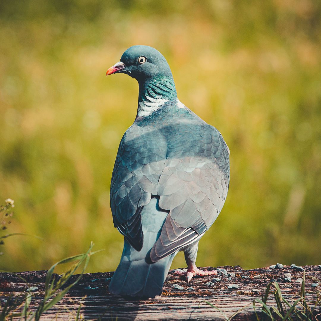 bird, animal themes, animal, animal wildlife, wildlife, stock dove, one animal, beak, nature, pigeons and doves, no people, full length, outdoors, focus on foreground, perching, day, dove - bird, beauty in nature, pigeon