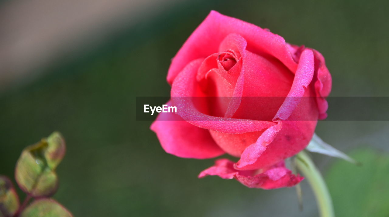 flower, flowering plant, plant, beauty in nature, petal, freshness, close-up, rose, inflorescence, flower head, fragility, pink, macro photography, nature, garden roses, plant stem, growth, no people, focus on foreground, rose - flower, leaf, plant part, outdoors, bud, red, day, springtime