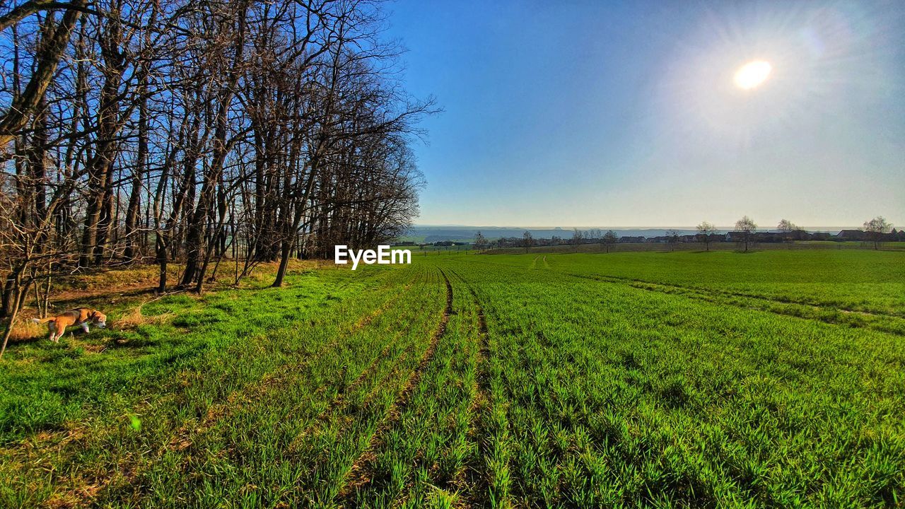 Scenic view of agricultural field against sky