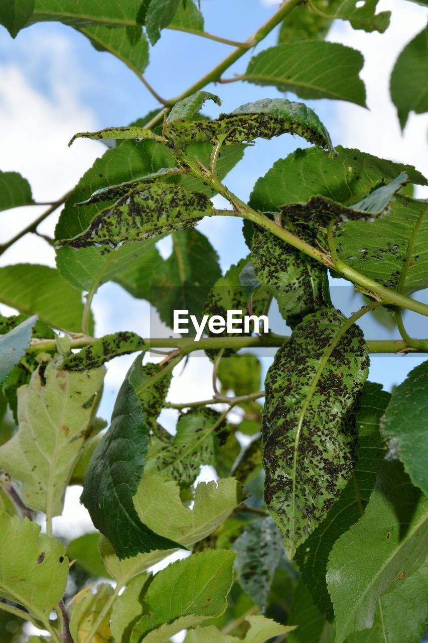 LOW ANGLE VIEW OF LEAVES AGAINST SKY