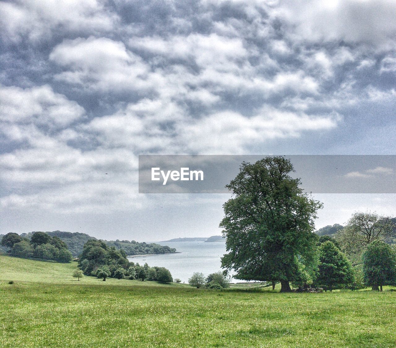 TREES ON GRASSY FIELD AGAINST CLOUDY SKY