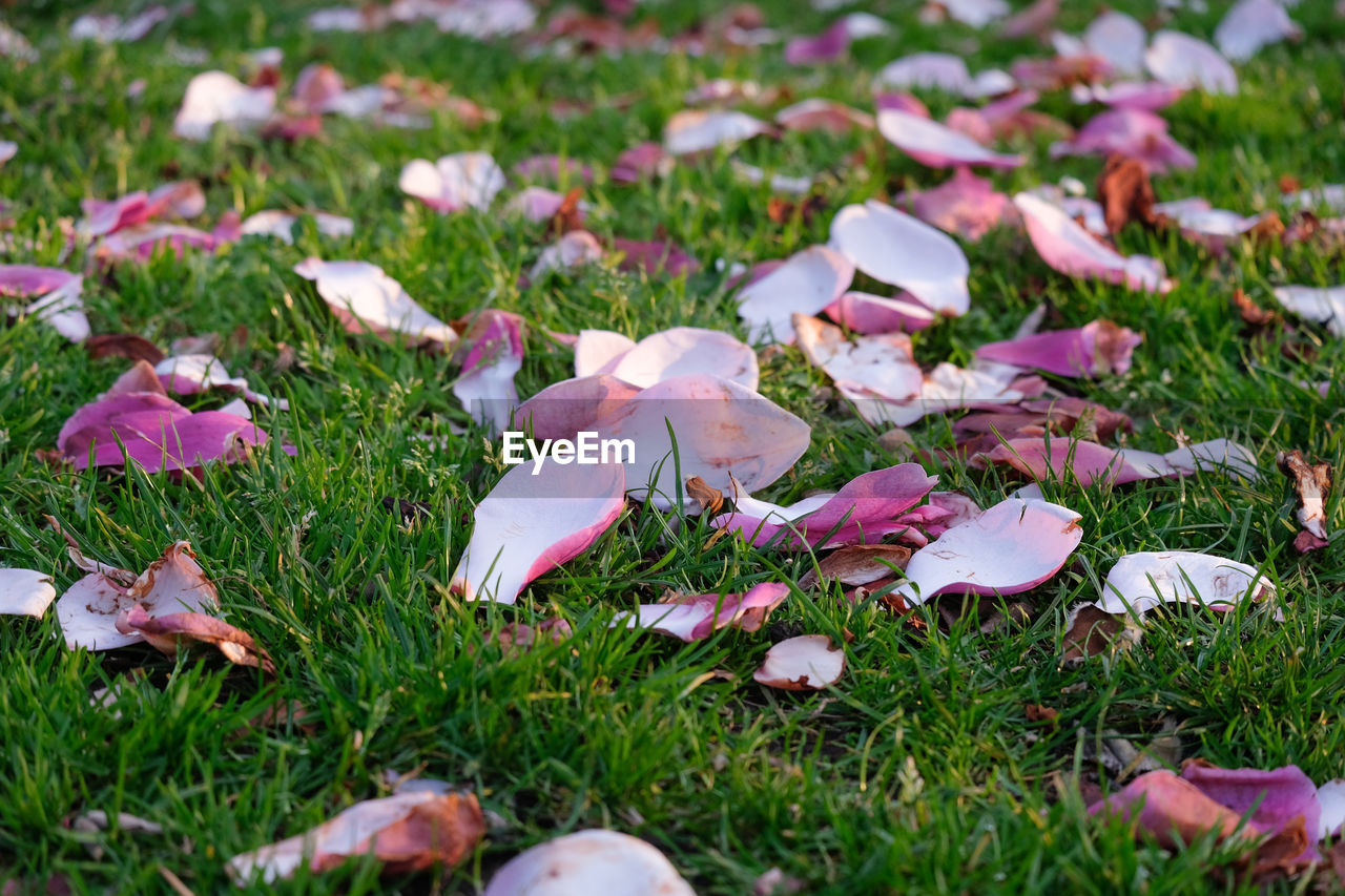 Close-up of pink and white magnolia petals on grass