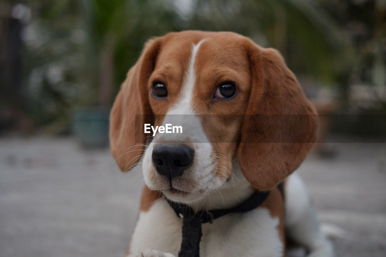 Close-up portrait of dog