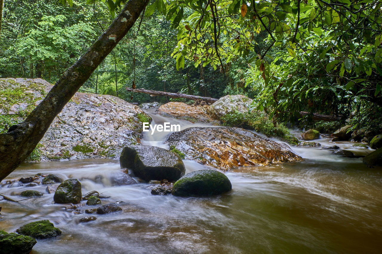 tree, river, plant, water, stream, nature, beauty in nature, forest, creek, rock, land, watercourse, scenics - nature, body of water, rapid, flowing water, environment, natural environment, tranquility, no people, wilderness, woodland, motion, growth, green, flowing, outdoors, leaf, tranquil scene, water feature, day, rainforest, non-urban scene, jungle, waterfall, idyllic, autumn, landscape, travel destinations, lush foliage, foliage